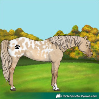 Horse Color:Chocolate Palomino Dun Appaloosa