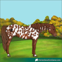 Horse Color:Chestnut Near Leopard Rabicano