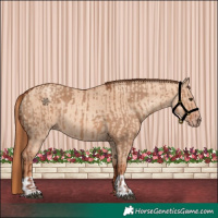 Horse Color:Red Dun  and Gold Champagne Dun 