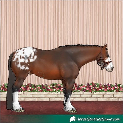 Horse Color:Bay Sabino Appaloosa 