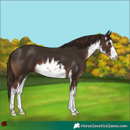 Horse Color:White Spotted Liver Chestnut