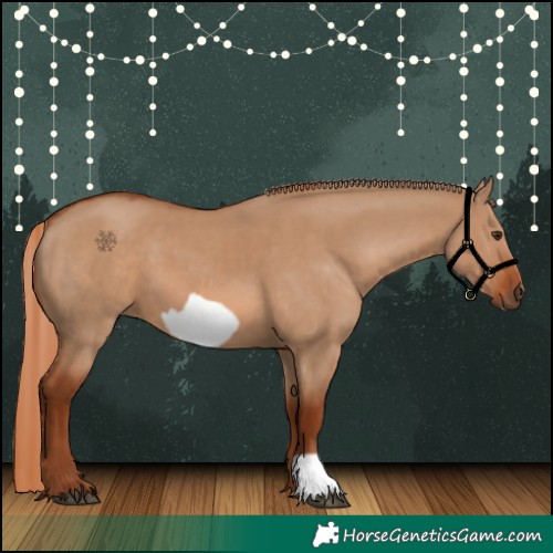 Horse Color:Red Dun  and Red Dun Frame 