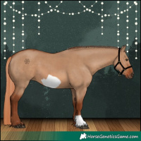 Horse Color:Red Dun  and Red Dun Frame 