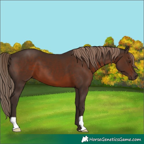 Horse Color:Liver Chestnut 