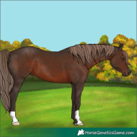 Horse Color:Liver Chestnut