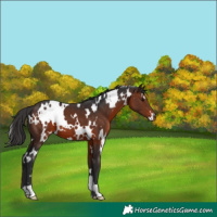 Horse Color:White Spotted Brown 