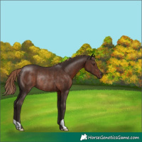 Horse Color:Liver Chestnut Rabicano 
