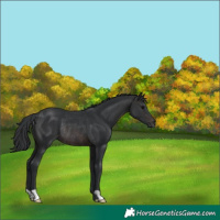 Horse Color:Brown Rabicano 