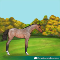 Horse Color:Bay Roan 