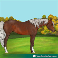 Horse Color:Silver Bay