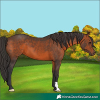Horse Color:Brown