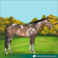 Horse Color:White Spotted Brown Dun Tobiano Frame Rabicano 