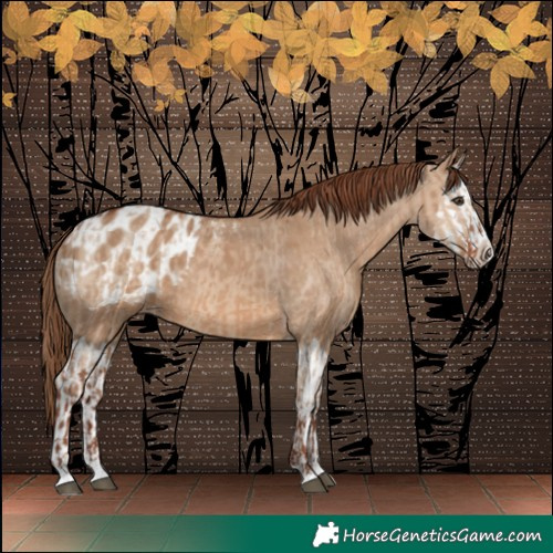 Horse Color:Red Dun  and Red Dun Splash Appaloosa 