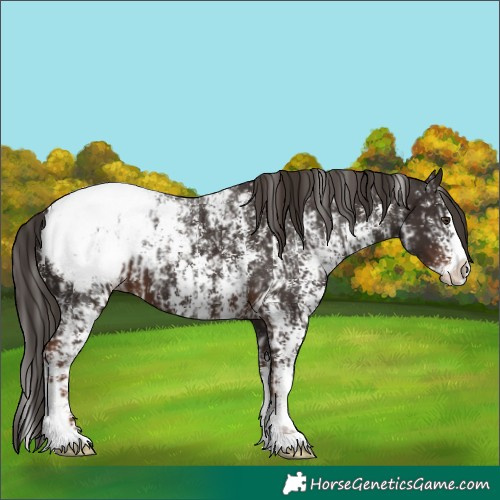 Horse Color:Liver Chestnut Sabino Splash Snowcap  and Liver Chestnut Sabino Splash Snowcap 