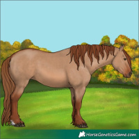 Horse Color:Red Dun and Red Dun
