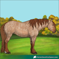 Horse Color:Red Dun and Red Dun