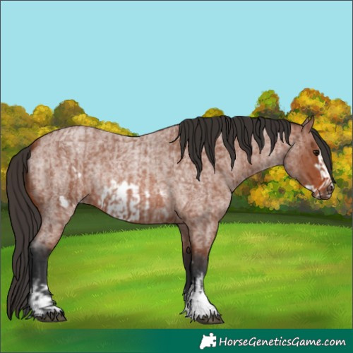 Horse Color:Bay Roan Sabino Rabicano  and Bay Roan Sabino Frame Rabicano 