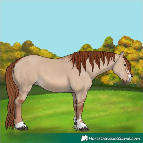 Horse Color:Red Dun 