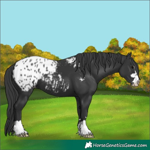 Horse Color:Black Appaloosa 
