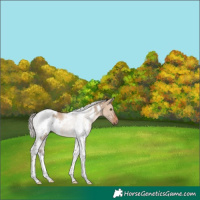 Horse Color:White Spotted Silver Brown Dun Tobiano 