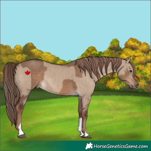 Horse Color:Liver Red Dun  and Liver Red Dun 