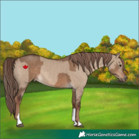 Horse Color:Liver Red Dun  and Liver Red Dun 