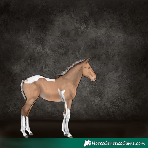 Horse Color:Silver Brown Dun Tobiano 