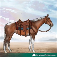 Horse Color:Silver Brown Tobiano Rabicano 