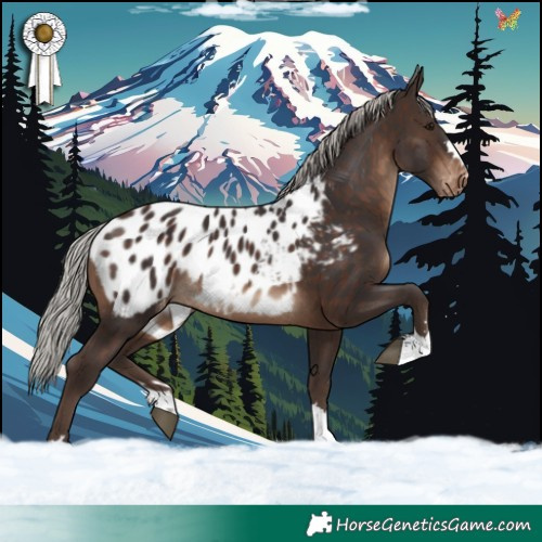 Horse Color:Silver Brown Appaloosa 