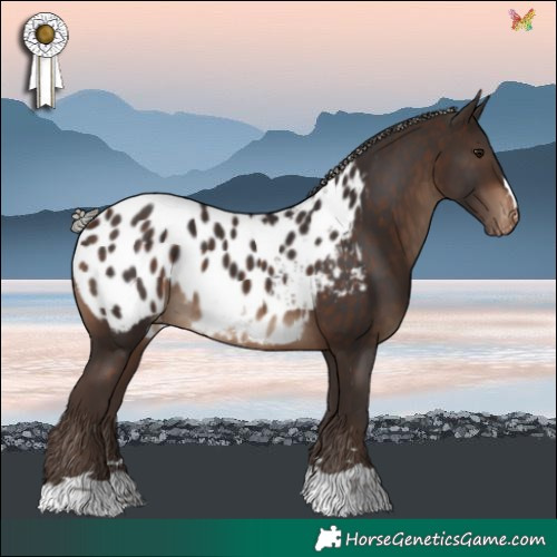 Horse Color:Silver Brown Blanket 