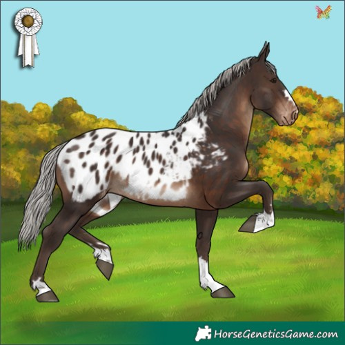Horse Color:Silver Brown Appaloosa 