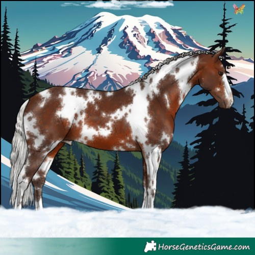 Horse Color:White Spotted Silver Bay 