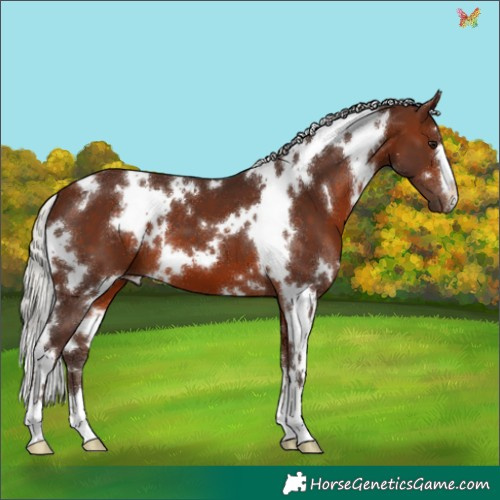 Horse Color:White Spotted Silver Bay 