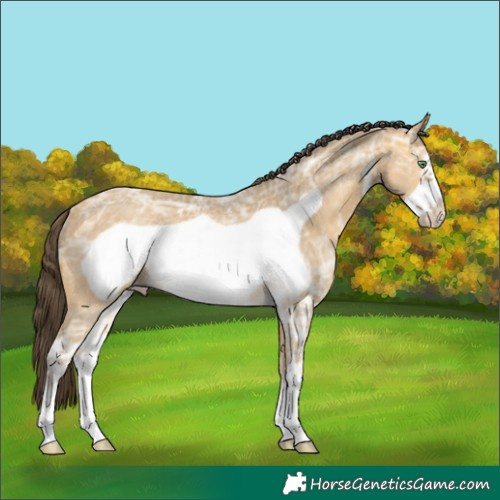 Horse Color:Sable Cream Champagne Ice Sabino Frame Rabicano 