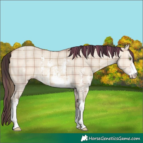 Horse Color:Plaid  Amber Champagne Dun Sabino 