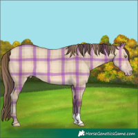 Horse Color:Plaid Amber Champagne Dun
