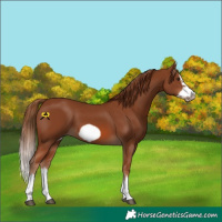 Horse Color:Chestnut Splash Frame