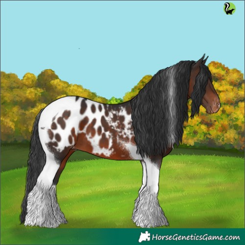 Horse Color:Brown Tobiano Appaloosa 