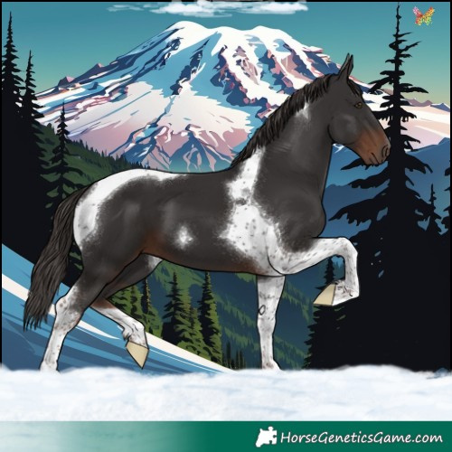 Horse Color:Liver Chestnut Tobiano 