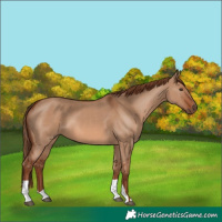 Horse Color:Unknown 