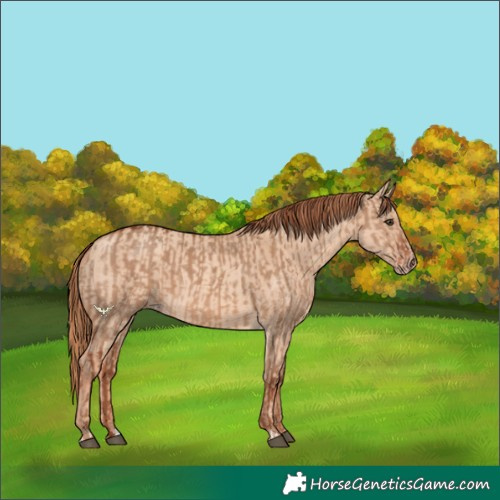 Horse Color:Red Dun  and Gold Champagne Dun 