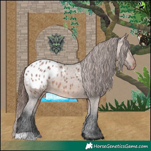 Horse Color:Brown Dun Appaloosa 