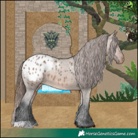 Horse Color:Brown Dun Appaloosa 