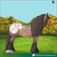 Horse Color:Brown Dun Appaloosa