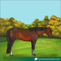 Horse Color:Bay  and Brown Sabino 