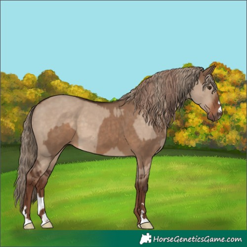 Horse Color:Liver Red Dun  and Liver Red Dun 