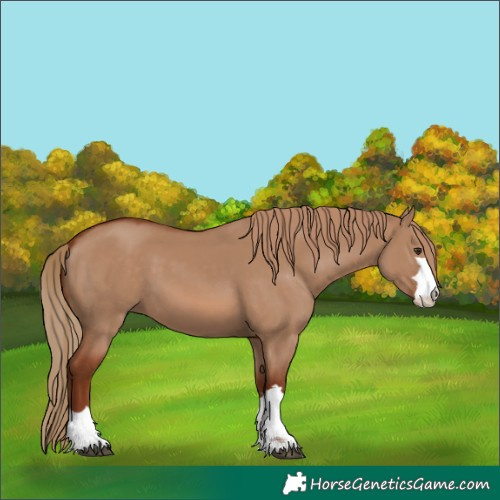 Horse Color:Red Dun 