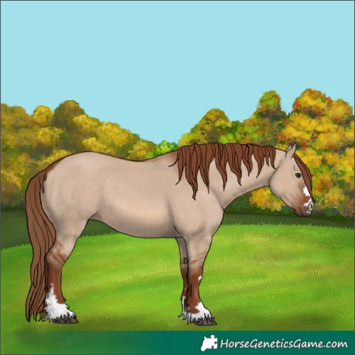 Horse Color:Red Dun 
