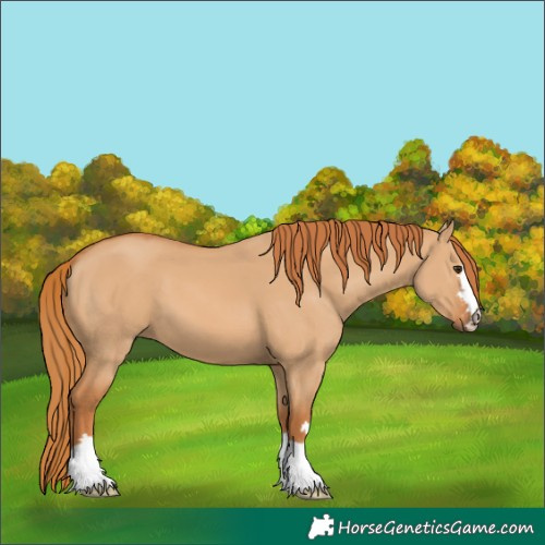 Horse Color:Red Dun 