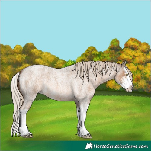 Horse Color:Chocolate Palomino Roan Sabino Splash 